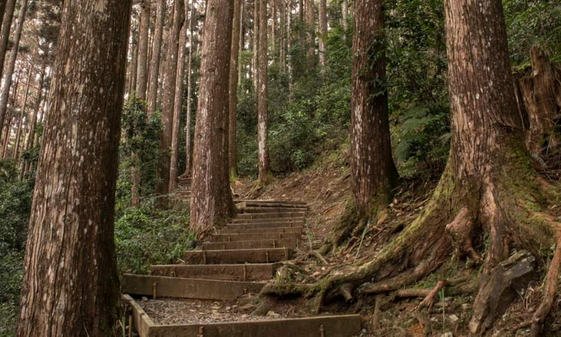 茂林國家風景區暢遊茂林旅遊景點桃源區藤枝森林遊樂區