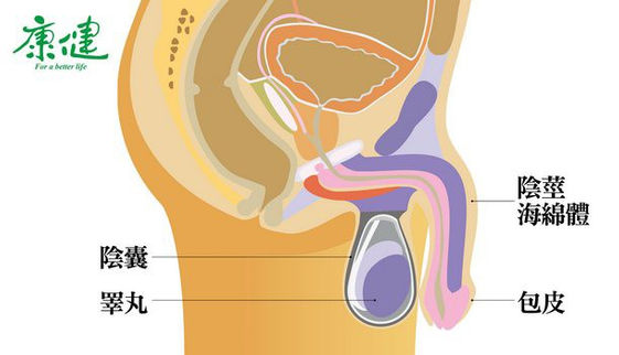 冬天男性生殖器熱漲冷縮 別怕 無關性功能 康健雜誌