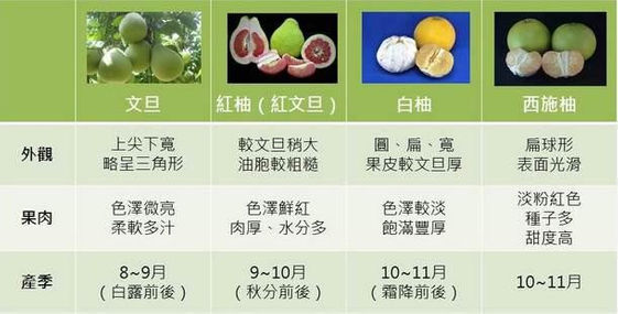 柚子 文旦 麻豆 老欉 怎麼挑怎麼吃 康健雜誌