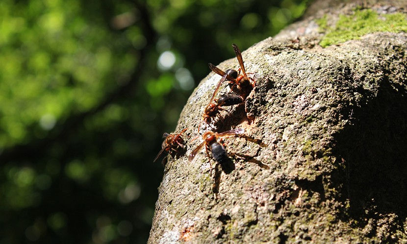 夏季登山防蜂螫尖叫、拿衣物揮舞,是大錯特錯- 康健雜誌