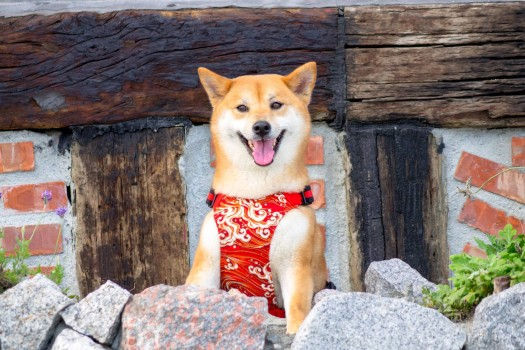 柴犬小米走遍台灣2萬公里背後故事超暖心 康健雜誌 柴犬小米走遍台灣2萬公里背後故事超暖心 康健雜誌