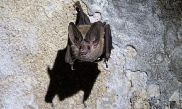 連蝙蝠都懂防疫 研究 吸血蝙蝠生病會 保持社交距離 康健雜誌