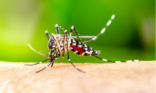 澳美科学家培育出抗登革热病毒的转基因蚊子