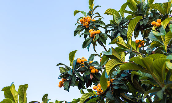 枇杷營養高 熱量低生津潤肺還助減重 康健雜誌