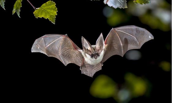 蝙蝠為什麼這麼神奇身上有百毒卻百毒不侵 康健雜誌