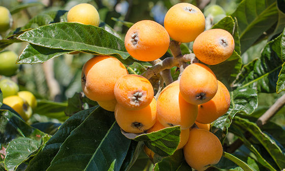 枇杷營養高 熱量低生津潤肺還助減重 康健雜誌 枇杷營養高 熱量低生津潤肺還助減重 康健雜誌