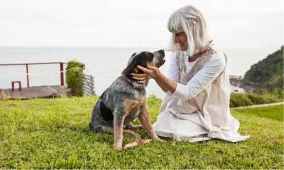 狗的生命里程 如何搞清楚你的愛犬到底有多大 康健雜誌 狗的生命里程 如何搞清楚你的愛犬到底有多大 康健雜誌