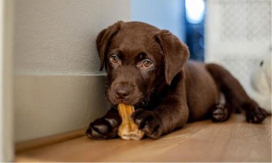 狗的生命里程 如何搞清楚你的愛犬到底有多大 康健雜誌