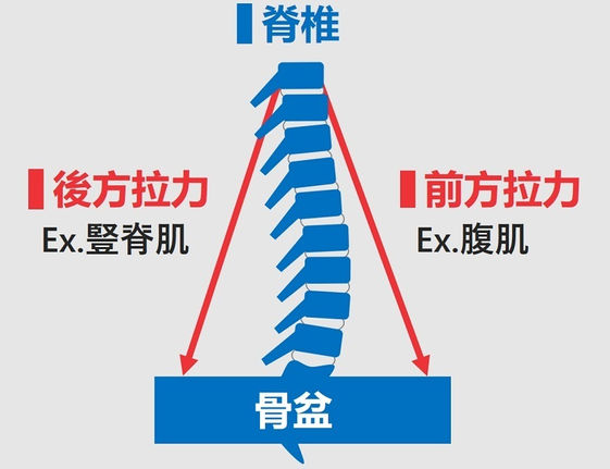 呼吸不對 腰背受罪 一招draw In呼吸法穩定脊椎改善腰痛 康健雜誌