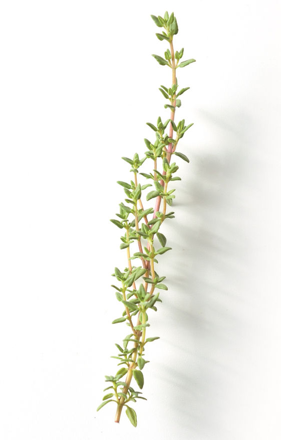 百里香 泡茶喝止咳效果佳新鮮葉片能治喉嚨痛 康健雜誌