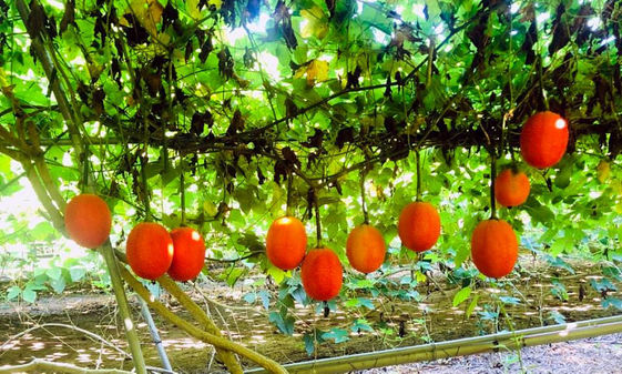 天堂果實 木虌果 茄紅素是番茄的25倍專家曝最營養部位 康健雜誌