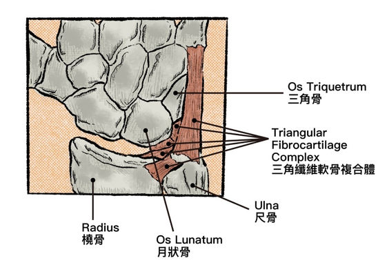 跌倒後手腕好痛 原來是三角纖維軟骨複合體損傷 康健雜誌