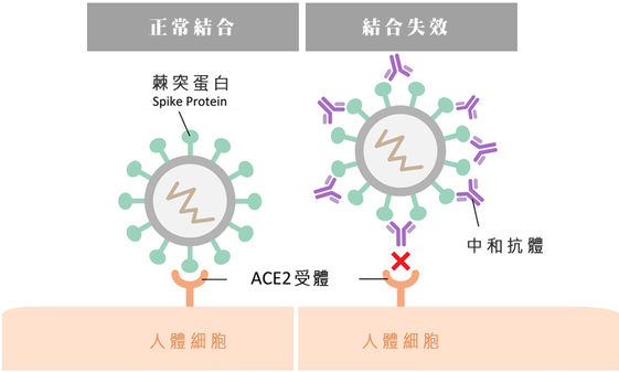 é«˜ç«¯ è¯äºž Azç–«è‹—å³å°‡pk ä¸­å'ŒæŠ—é«