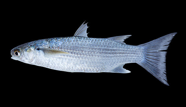 不只烏魚膘貴,烏魚全身都「黑金」 - 康健雜誌