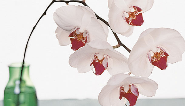 分享一室蘭花香 康健雜誌