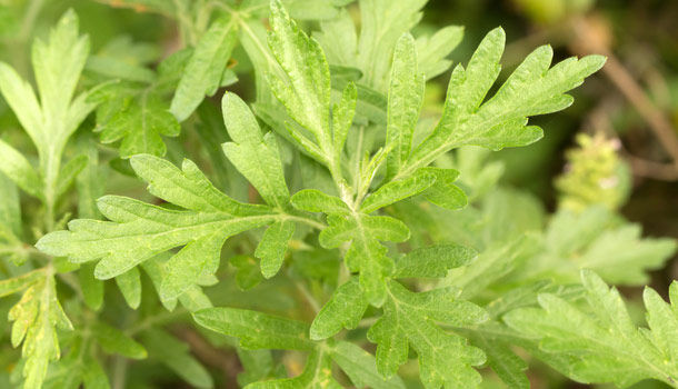 端午掛它避邪 艾草可不只這樣 入菜 驅蚊都好用 康健雜誌 端午掛它避邪 艾草可不只這樣 入菜 驅蚊都好用 康健雜誌