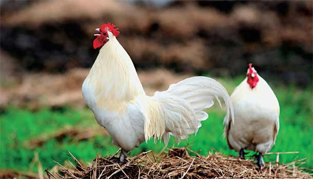 我們吃的動物吃什麼 康健雜誌 我們吃的動物吃什麼 康健雜誌