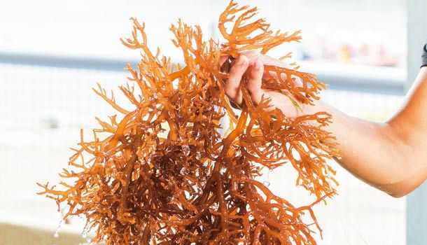 海藻家族大海裡的超級抗老食物 康健雜誌