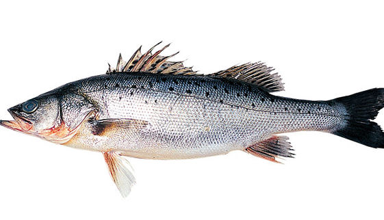 鱻食帖台灣人就該吃這12種好魚 康健雜誌 鱻食帖台灣人就該吃這12種好魚 康健雜誌