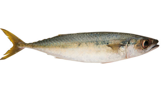 鱻食帖台灣人就該吃這12種好魚 康健雜誌 鱻食帖台灣人就該吃這12種好魚 康健雜誌