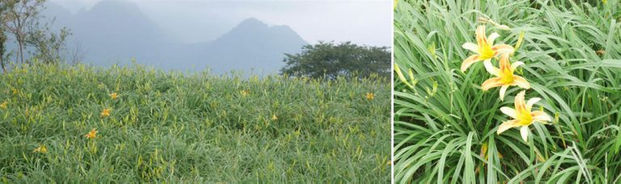 乾金針料理法一次學會 煮湯 涼拌 清炒 康健雜誌