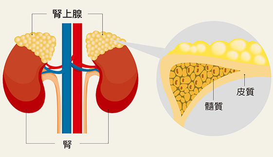 類固醇副作用有哪些 3種人要特別小心 醫師破解迷思 康健雜誌