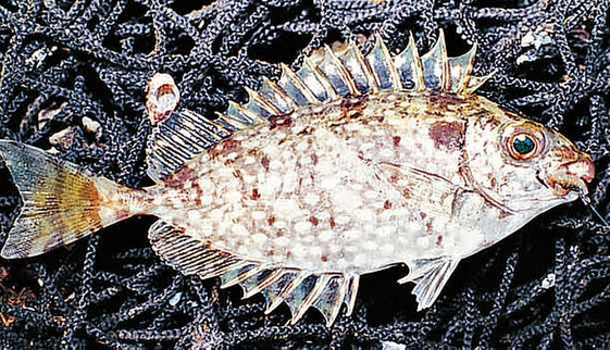 鱻食帖台灣人就該吃這12種好魚 康健雜誌