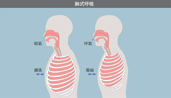 胸式呼吸和腹式呼吸有什麼不同 康健雜誌