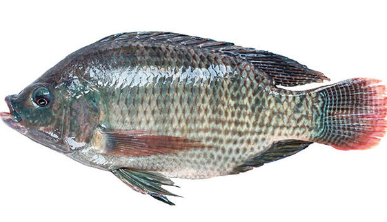 鱻食帖台灣人就該吃這12種好魚 康健雜誌 鱻食帖台灣人就該吃這12種好魚 康健雜誌