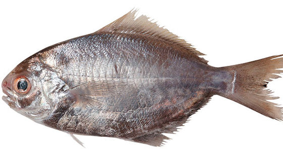 鱻食帖台灣人就該吃這12種好魚 康健雜誌 鱻食帖台灣人就該吃這12種好魚 康健雜誌