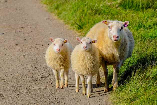 到底羊年的英文是goat Sheep 還是ram 羊年 跟著運動迷一起數羊去 Cheers快樂工作人
